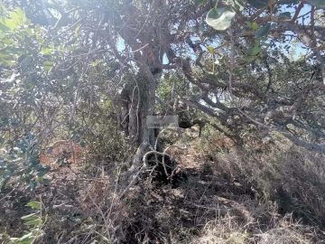 Terreno para Venda em Mexilhoeira Grande