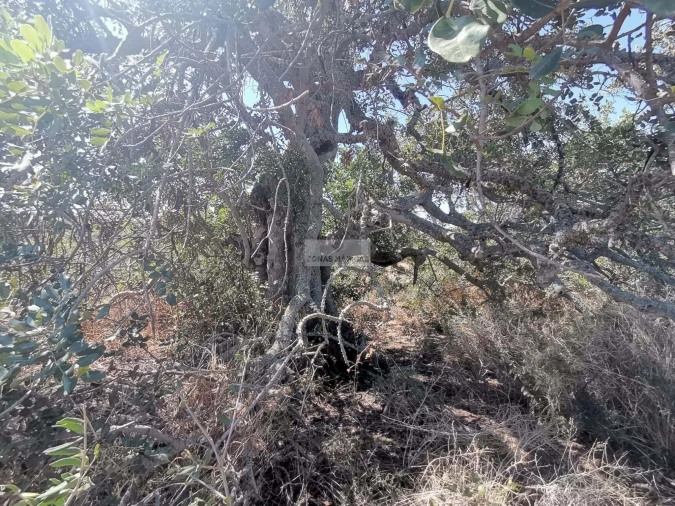 Terreno para Venda em Mexilhoeira Grande Foto 9