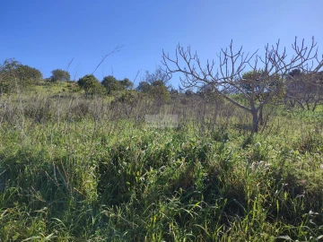 Terreno para Venda em Barão de São Miguel