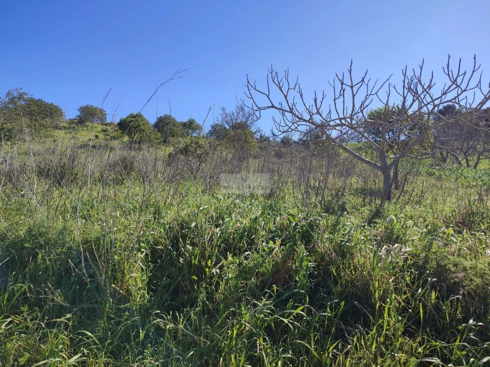 Terreno para Venda em Barão de São Miguel Foto 2