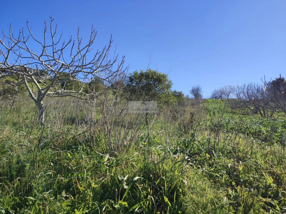 Terreno para Venda em Barão de São Miguel Foto 4