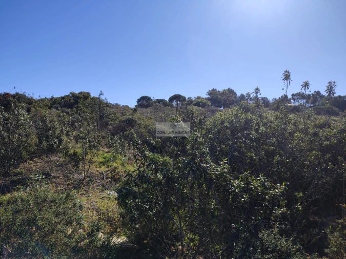 Terreno para Venda em Barão de São Miguel Foto 5