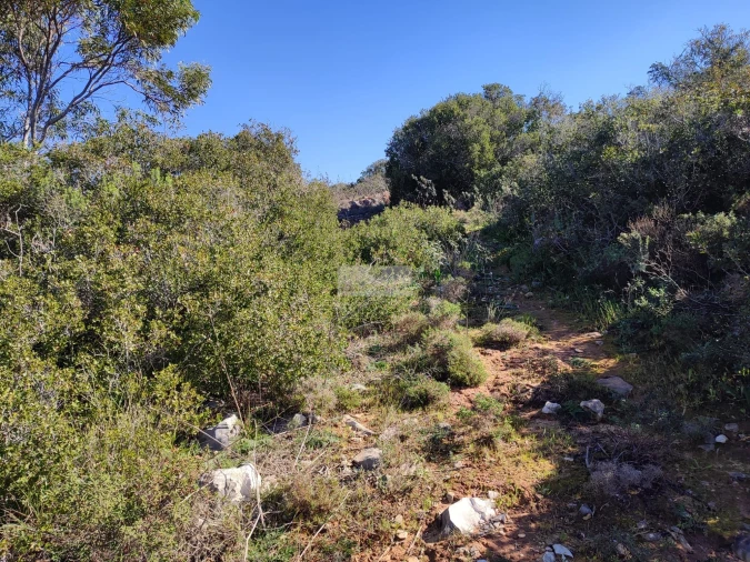 Terreno para Venda em Barão de São Miguel Foto 4