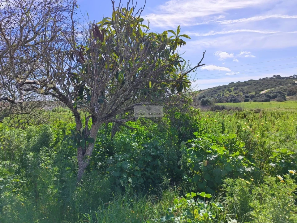 Terreno para Venda em Barão de São Miguel Foto 4