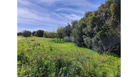 Terreno para Venda em Barão de São Miguel