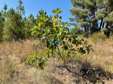 Terreno para Venda em Tinalhas