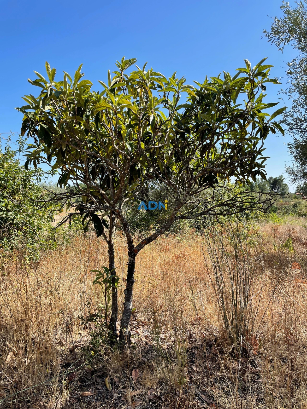Terreno para Venda em Tinalhas Foto 6