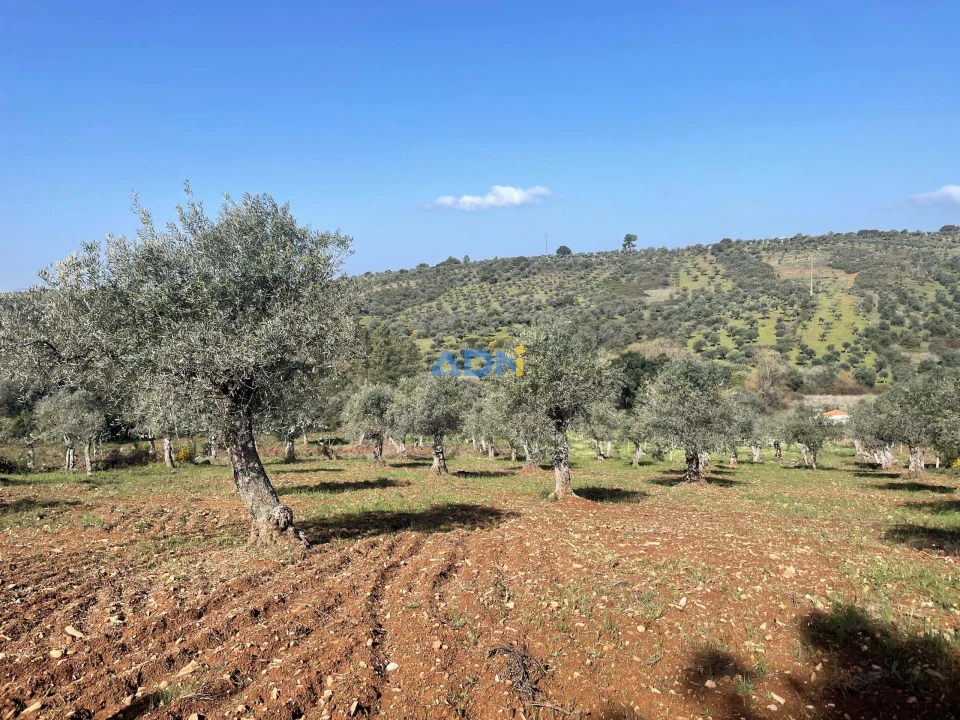 Terreno para Venda em Castelo Branco Foto 17