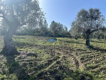 Terreno para Venda em Castelo Branco