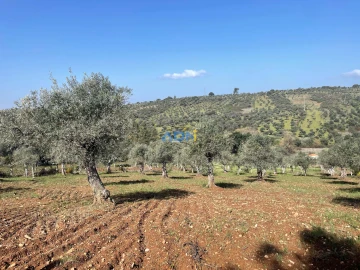 Terreno para Venda em Castelo Branco