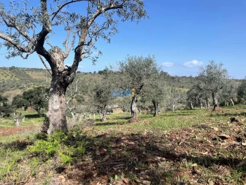 Terreno para Venda em Castelo Branco