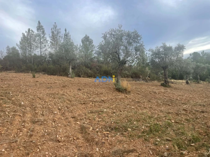 Terreno para Venda em Castelo Branco Foto 7