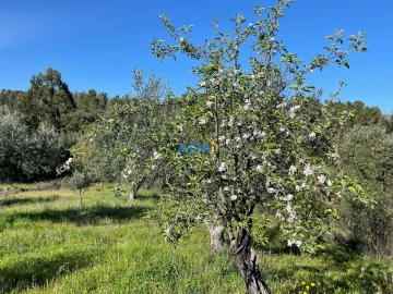 Terreno para Venda em Salgueiro do Campo