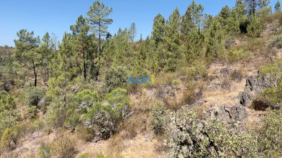Terreno para Venda em Benquerenças Foto 8