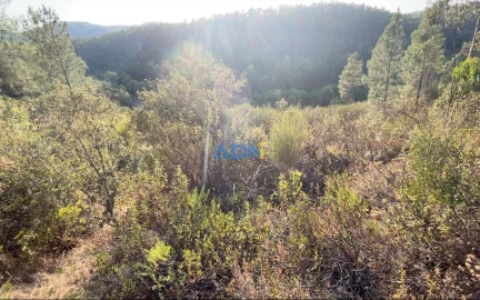 Terreno para Venda em Castelo Branco