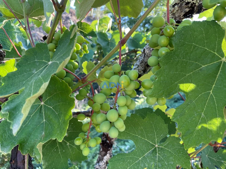 Terreno para Venda em Sarzedas Foto 10