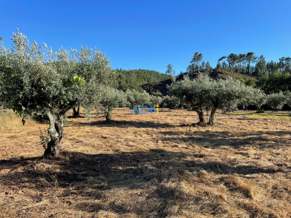 Terreno para Venda em Sarzedas Foto 3