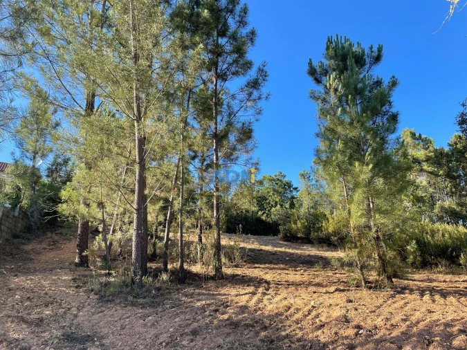 Terreno para Venda em Sarzedas Foto 2