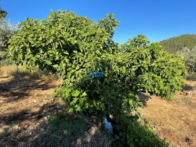 Terreno para Venda em Sarzedas Foto 6