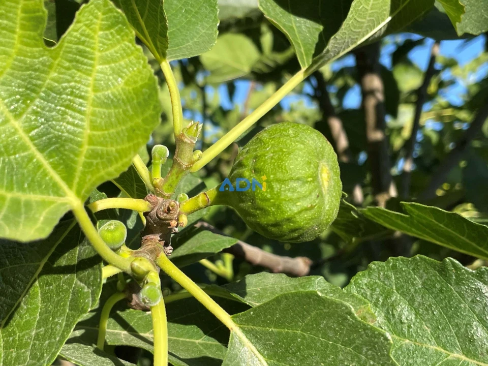 Terreno para Venda em Sarzedas Foto 7
