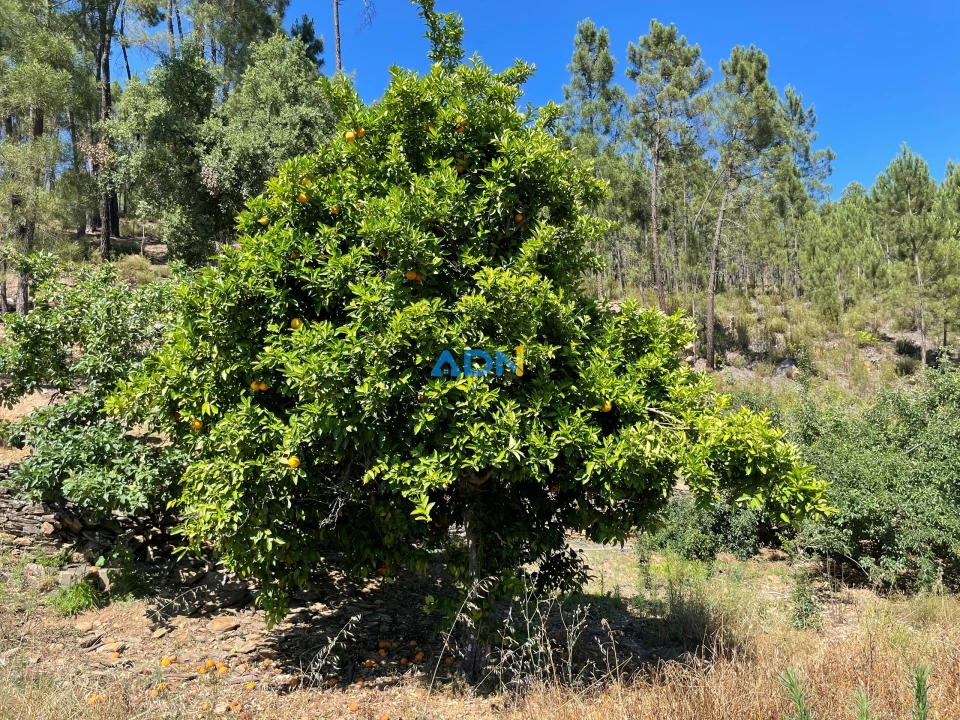 Terreno para Venda em Sarzedas Foto 17