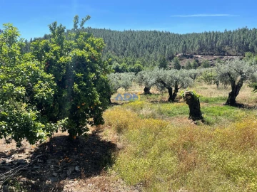 Terreno para Venda em Sarzedas