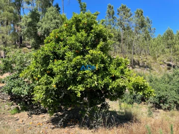 Terreno para Venda em Sarzedas