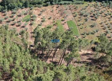 Terreno para Venda em Sarzedas