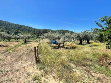 Terreno para Venda em Sarzedas