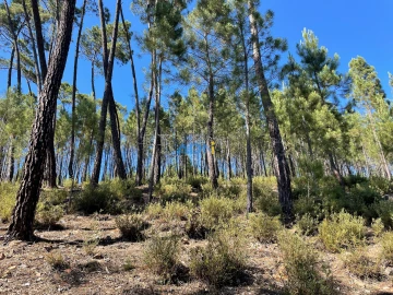 Terreno para Venda em Sarzedas