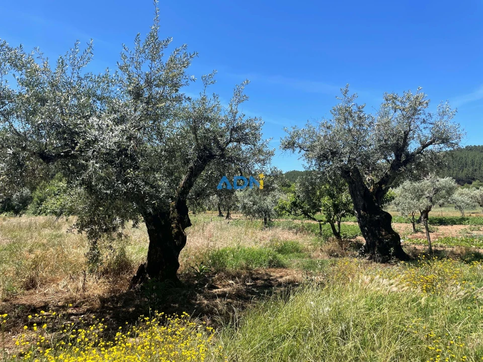 Terreno para Venda em Sarzedas Foto 28