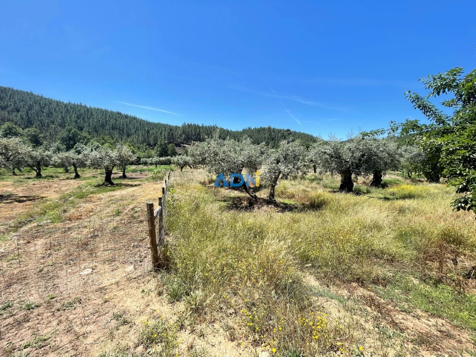 Terreno para Venda em Sarzedas Foto 7