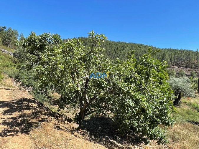Terreno para Venda em Sarzedas Foto 13