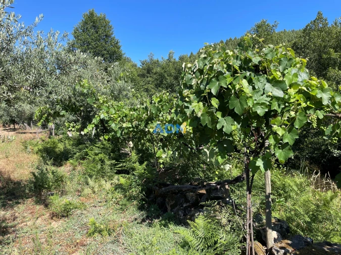 Terreno para Venda em Sarzedas Foto 22