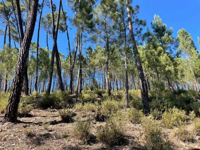 Terreno para Venda em Sarzedas Foto 9