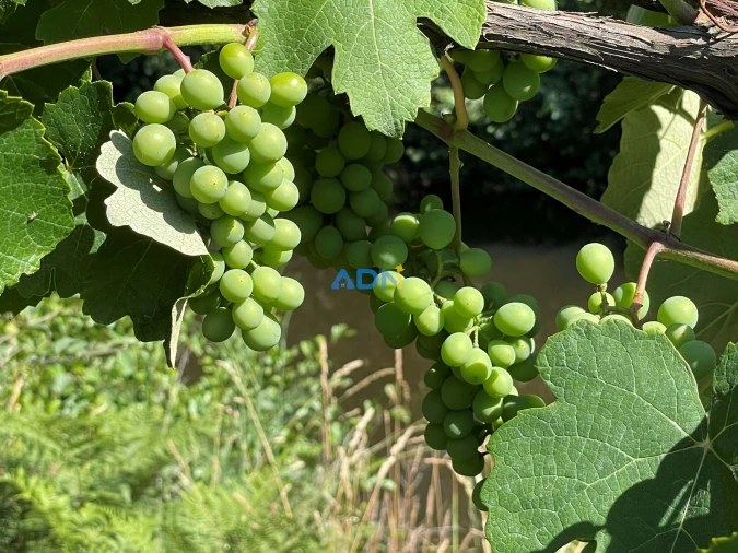 Terreno para Venda em Sarzedas Foto 24