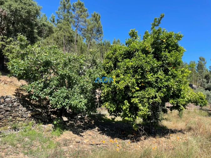 Terreno para Venda em Sarzedas Foto 15