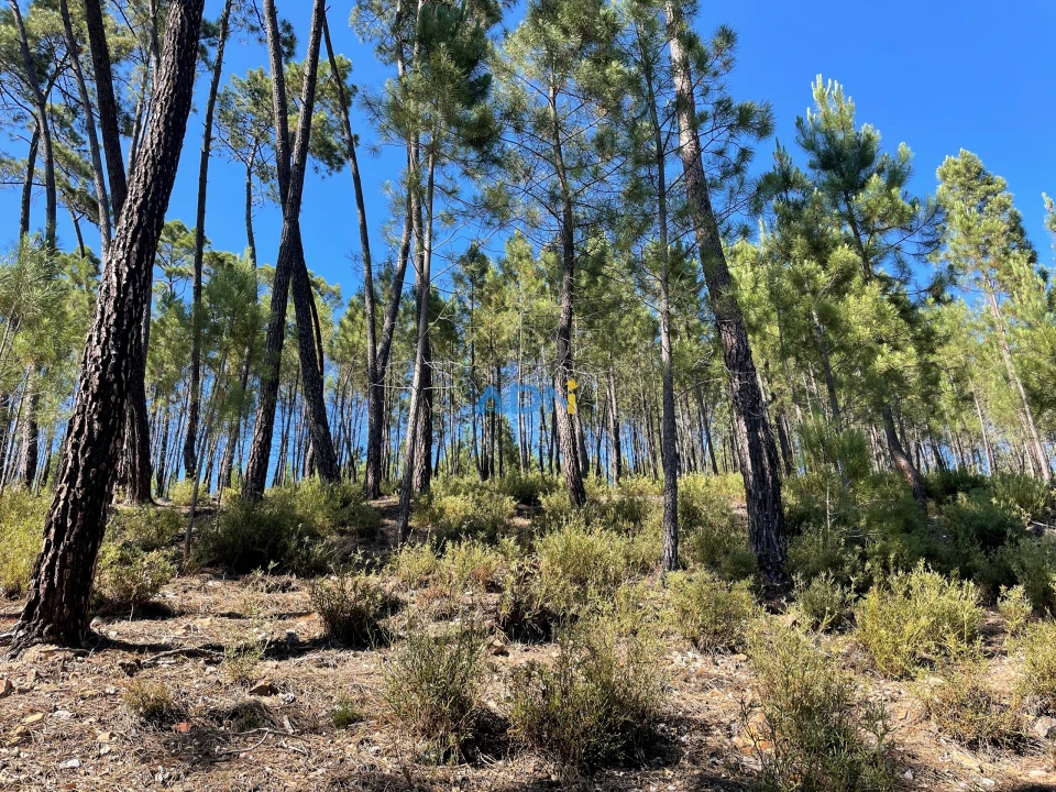Terreno para Venda em Sarzedas Foto 9