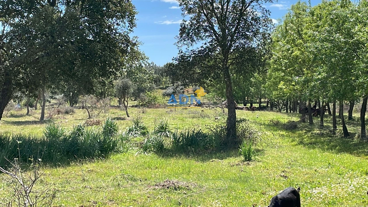 Terreno para Venda em Penamacor Foto 17