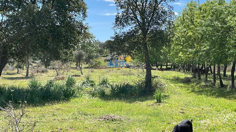 Terreno para Venda em Penamacor Foto 17