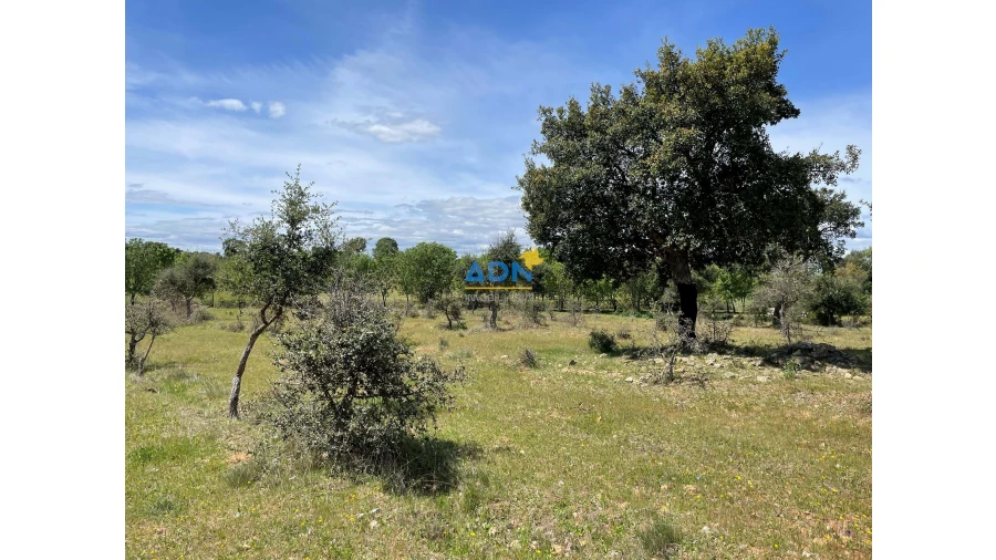 Terreno para Venda em Penamacor Foto 13