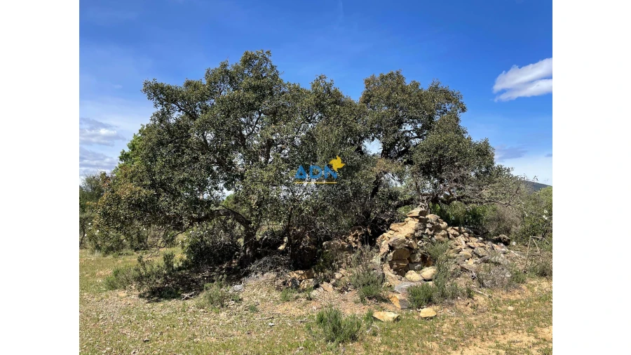 Terreno para Venda em Penamacor Foto 12