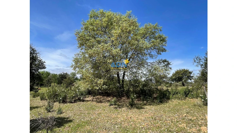 Terreno para Venda em Penamacor Foto 10