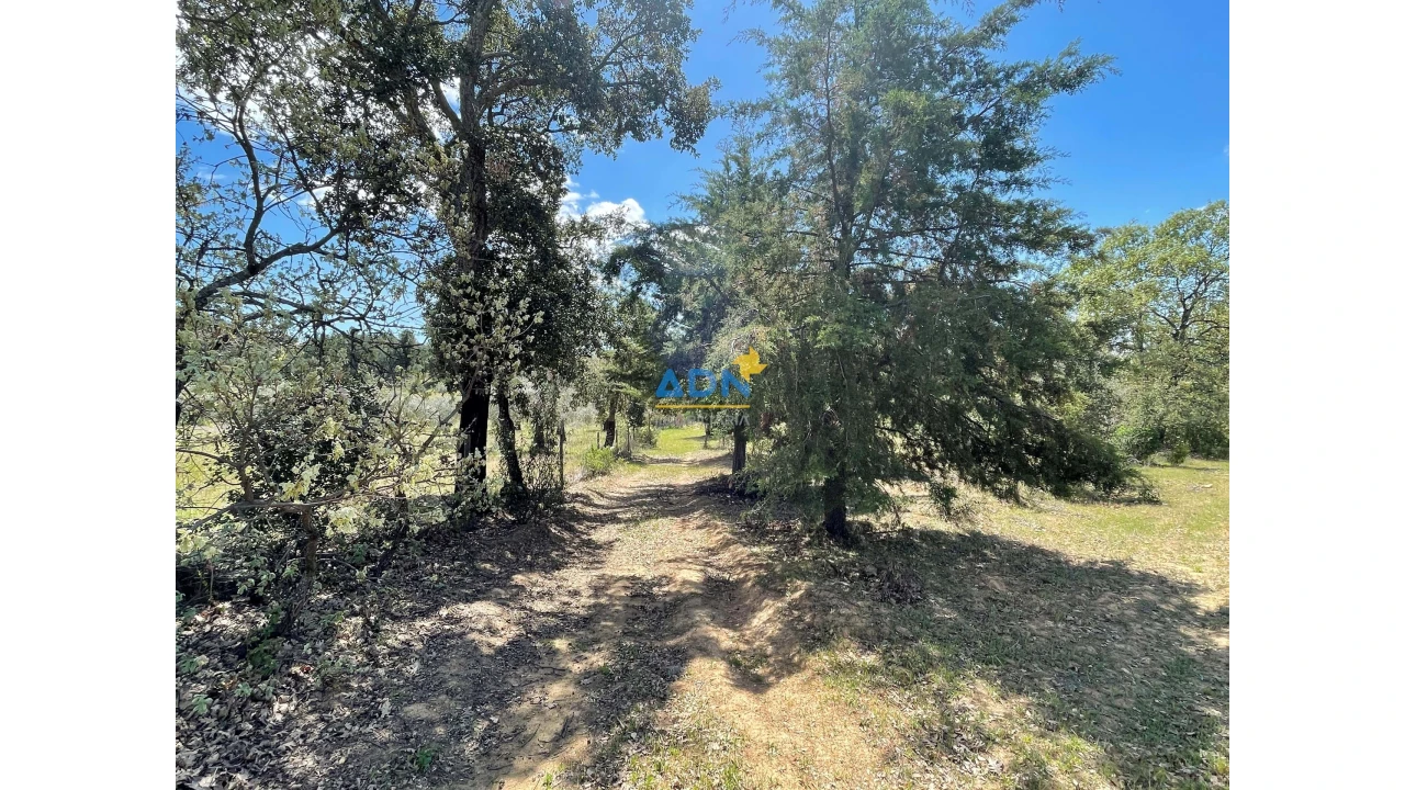 Terreno para Venda em Penamacor Foto 11