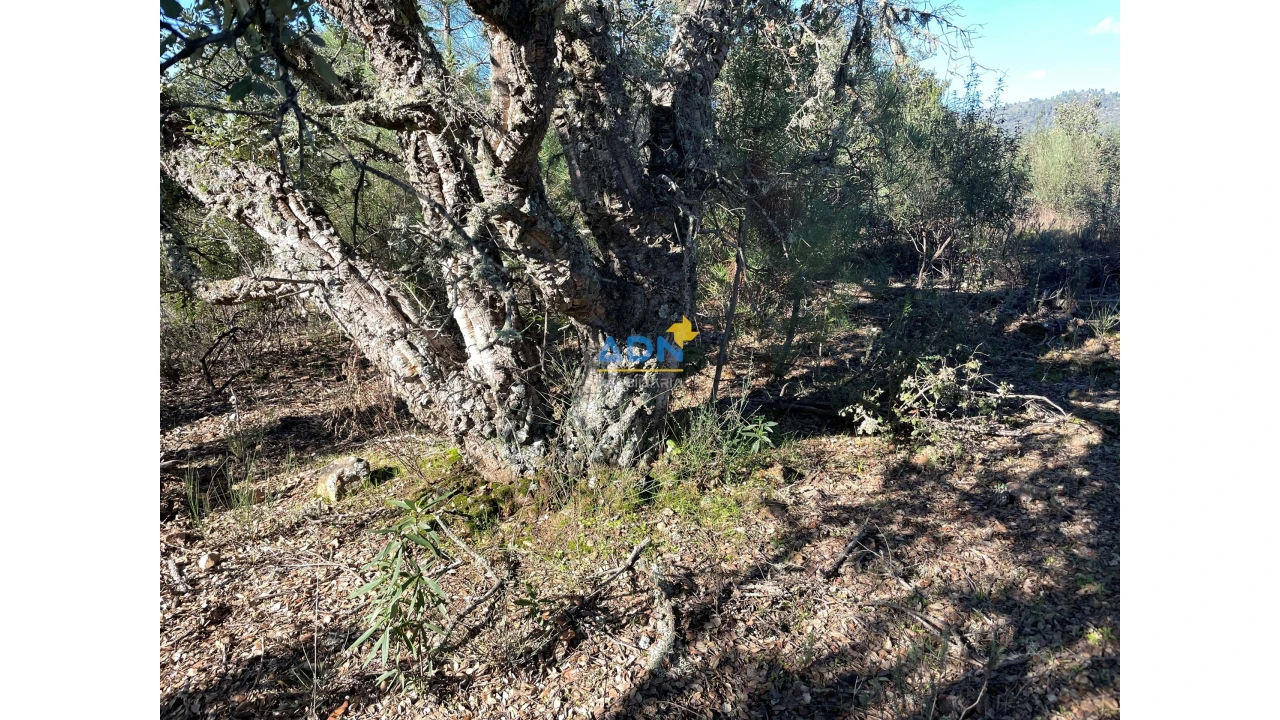 Terreno para Venda em Monfortinho e Salvaterra do Extremo Foto 24