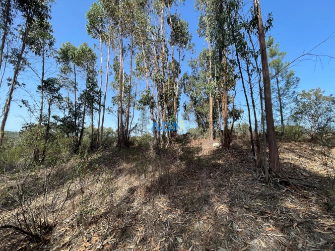 Terreno para Venda em Castelo Branco Foto 6