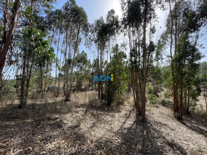 Terreno para Venda em Castelo Branco Foto 7