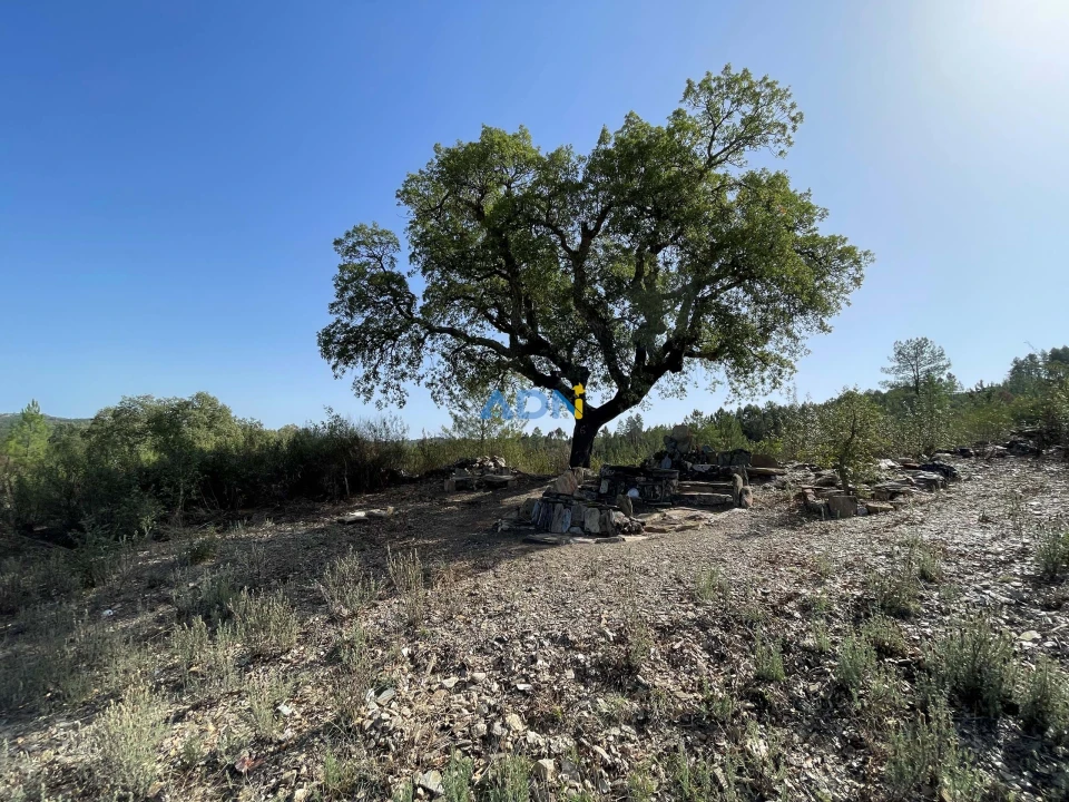 Terreno para Venda em Castelo Branco Foto 8