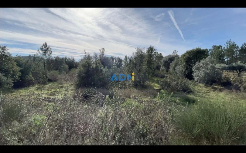 Terreno para Venda em Castelo Branco Foto 3