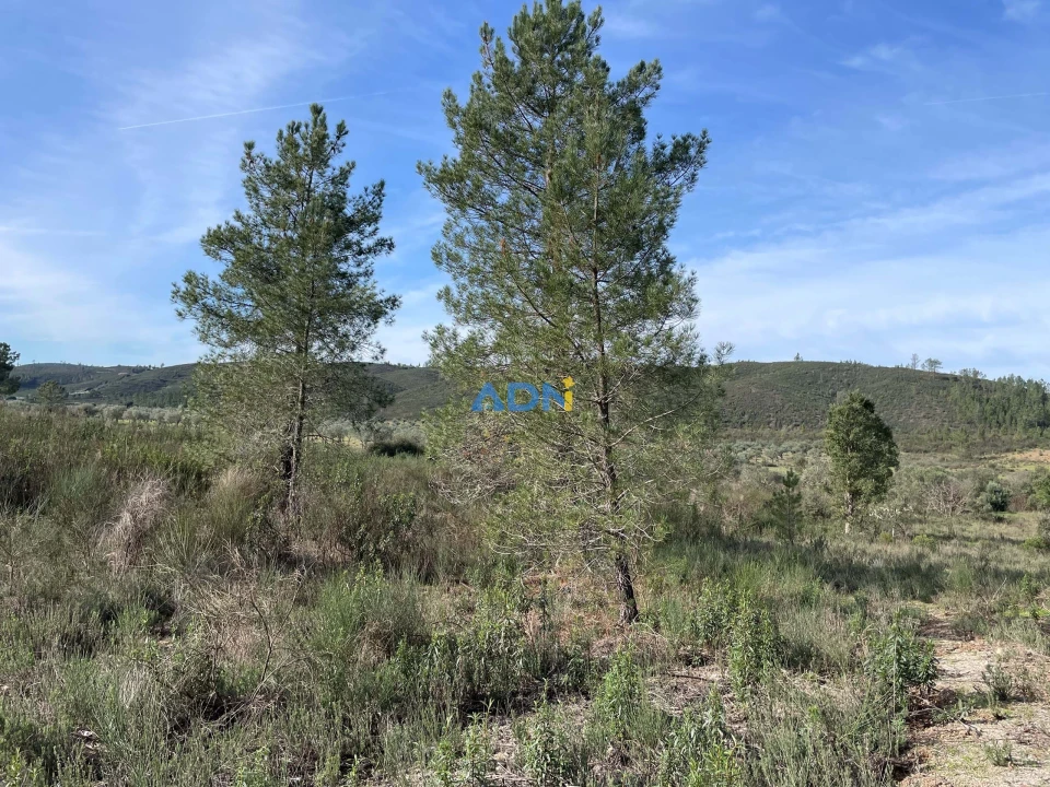 Terreno para Venda em Castelo Branco Foto 5